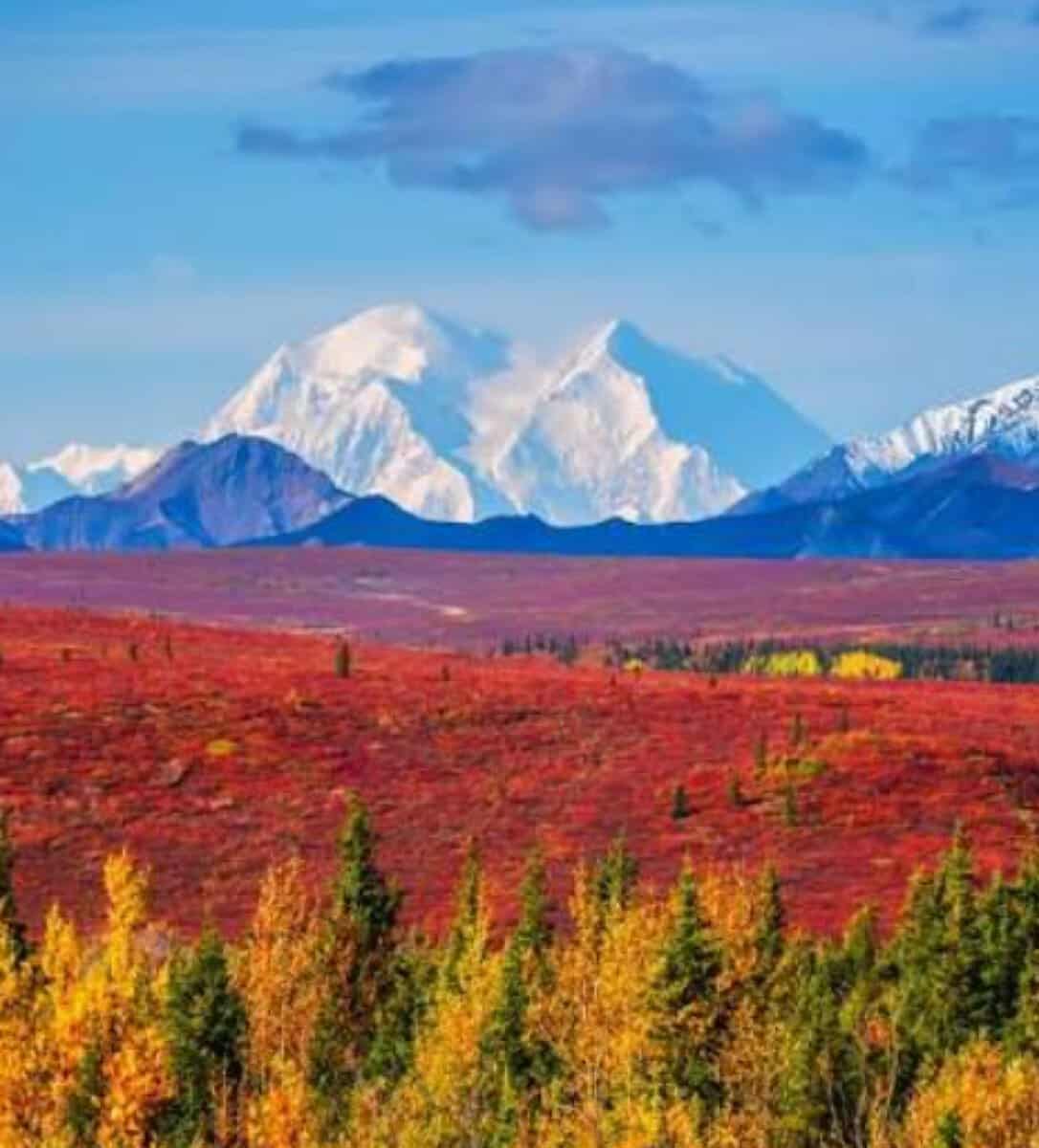 Denali rising above autumn tundra